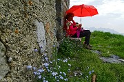 Anello di fiori sui Monti Vindiolo (2056 m) e Vetro (2054 m) da Pian Bracca (1111 m) di Zorzone di Oltre il Colle il 3 giugno 2015 - FOTOGALLERY